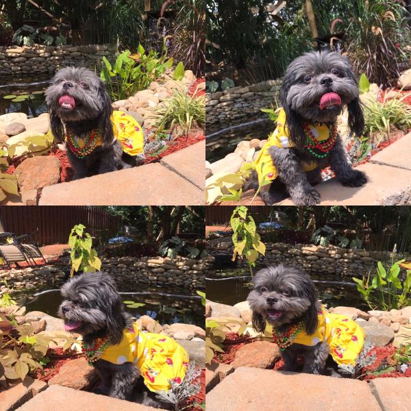 /Images/uploads/Bon Secours St Francis Foundation Inc/2017pearlsandpups/entries/4958thumb.jpg